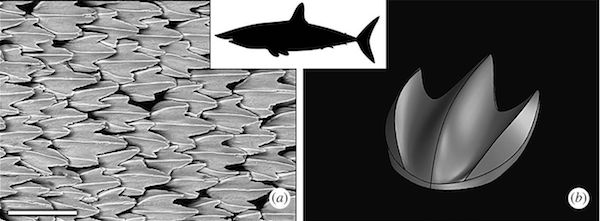 이미지 원천: 『Journal of the Royal Society』 "Shark skin-inspired designs that improve aerodynamic performance", 저자 August G. Domel 外, 출판일: 2018년 2월 7일.
