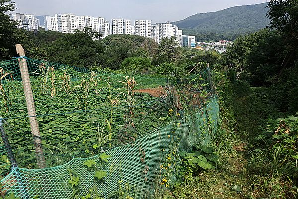 그린벨트 해제 '서리풀지구 아파트' 공급 효과 얼마나 있을까?...전문가들, "신혼부부 주거 문제 해소 한계 명확해"