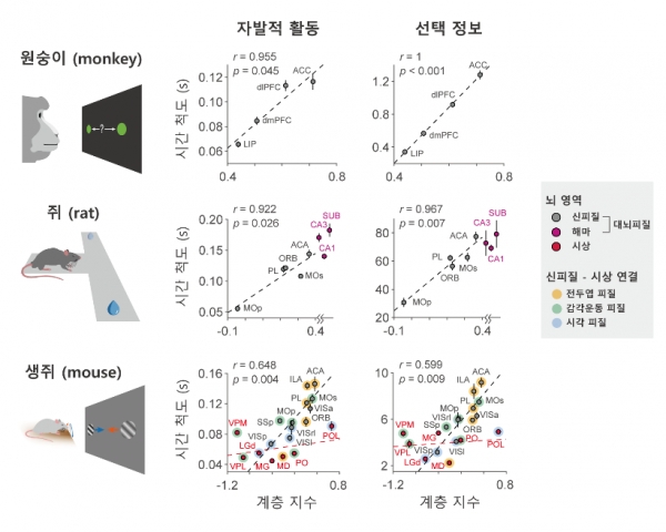 뇌 활동 시간 스케일 분석한 카이스트... 표유류 뇌 구조 분석 단초 제공