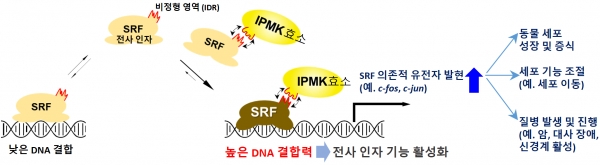 카이스트 유전자 발현 장애 원인 규명... IPMK 단백질에 주목