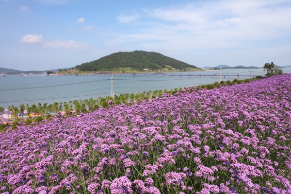 신안 퍼플섬 버들마편초 정원 전경. [제공=신안군]